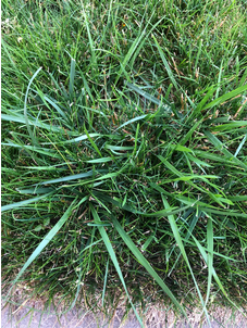 tall fescue clump